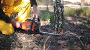 Trusted Moon Lake, FL Tree Removal Experts