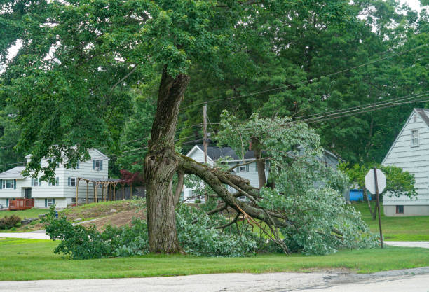 Best Root Management and Removal  in Moon Lake, FL